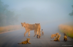 Lion family in the middle of fog cloud, South-Africa